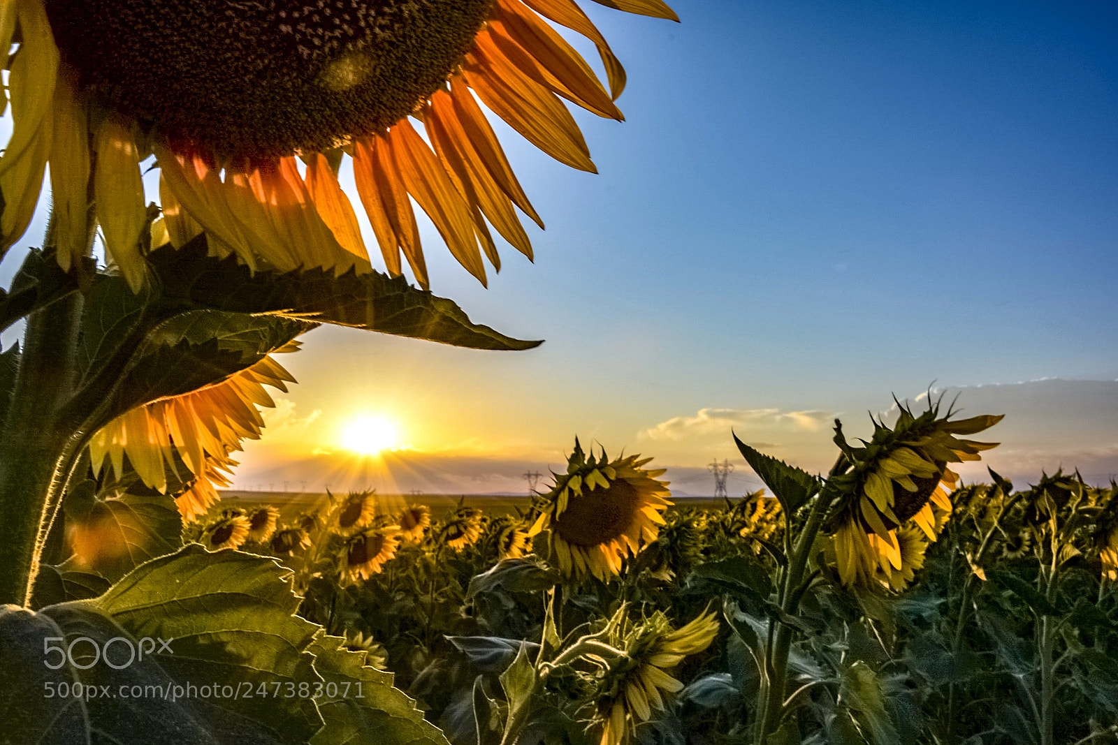 Nikon D7100 sample photo. Sun and sunflowers photography