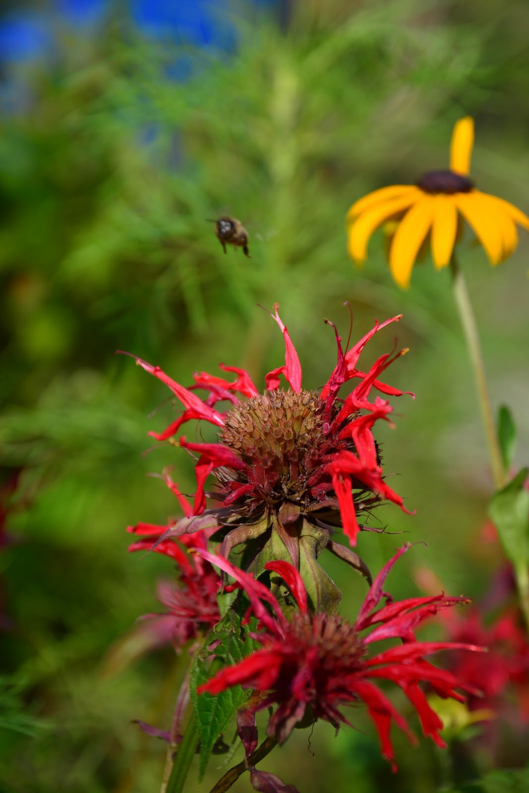 Nikon D5200 + Sigma 17-70mm F2.8-4 DC Macro OS HSM | C sample photo. Red head photography