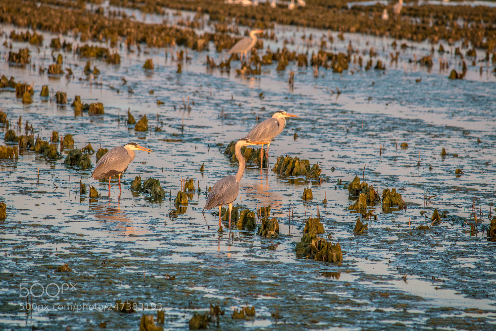 Canon EOS 750D (EOS Rebel T6i / EOS Kiss X8i) sample photo. Aves en la albufera photography