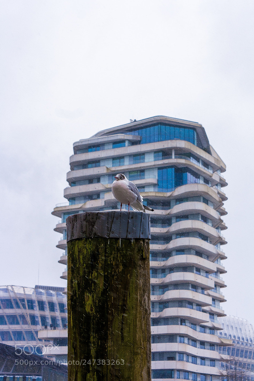 Canon EOS 1000D (EOS Digital Rebel XS / EOS Kiss F) sample photo. Hamburg hafencity ... snow photography