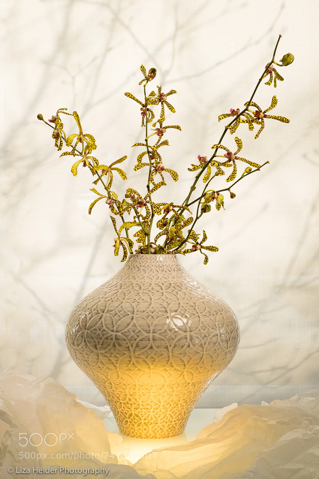 Nikon D850 sample photo. Yellow orchids in the photography