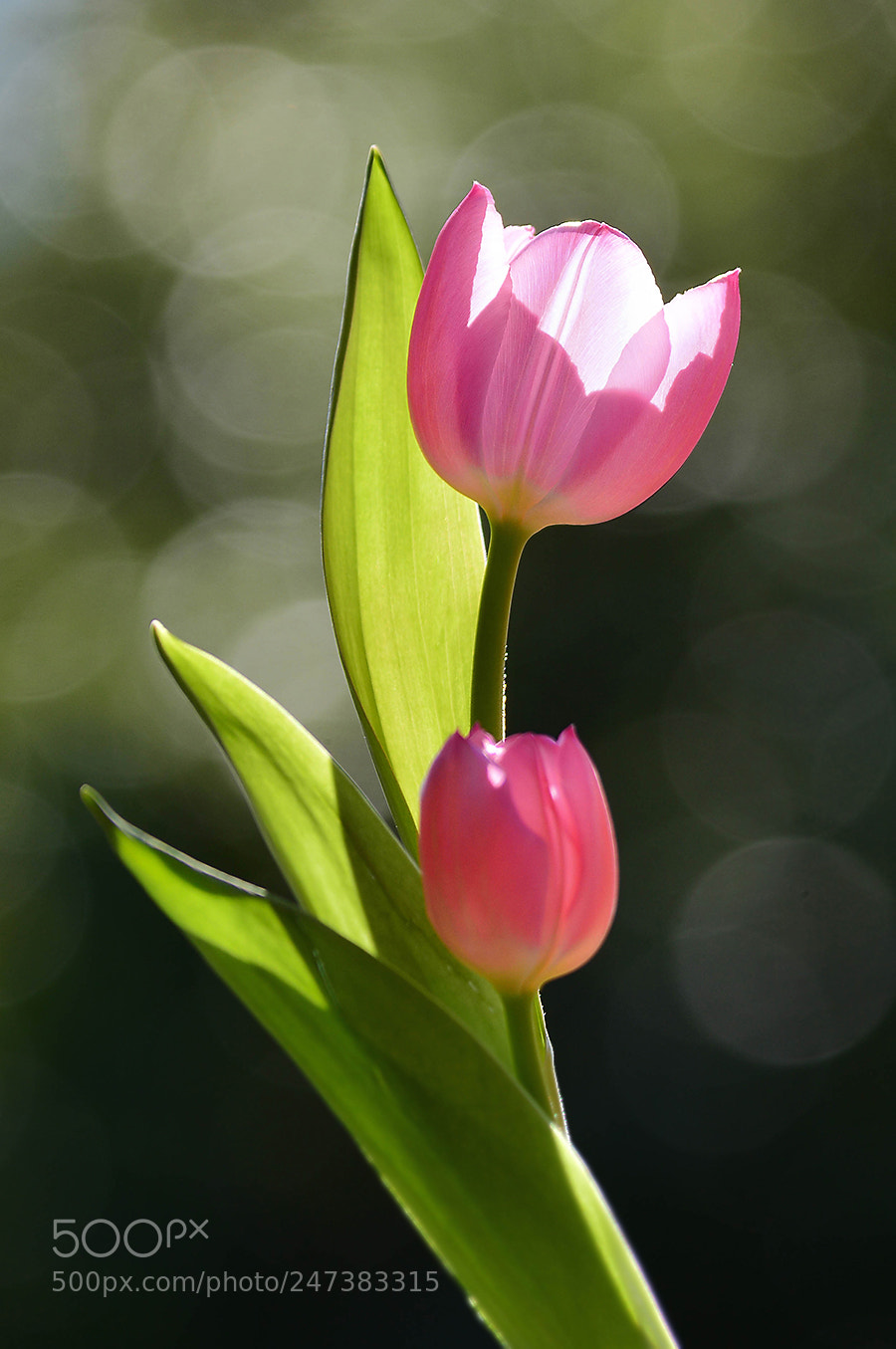 Nikon D7100 sample photo. Aesthetic photography