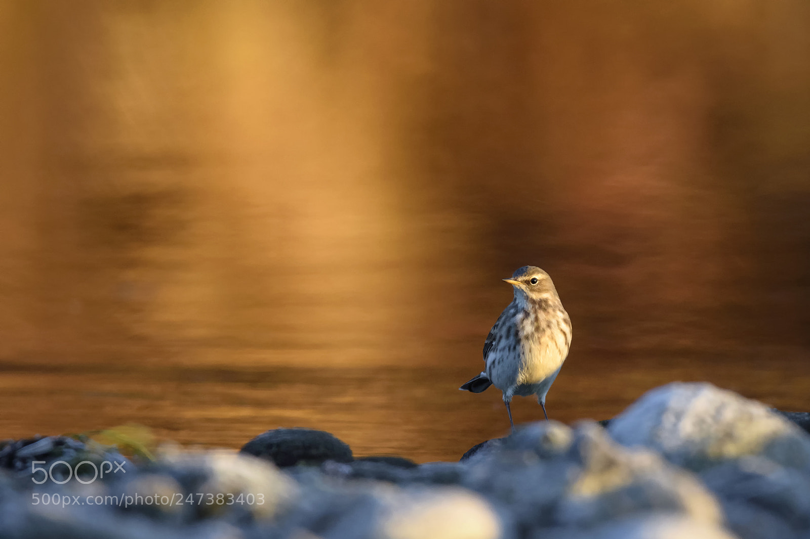 Nikon D7200 sample photo. Water pipit photography