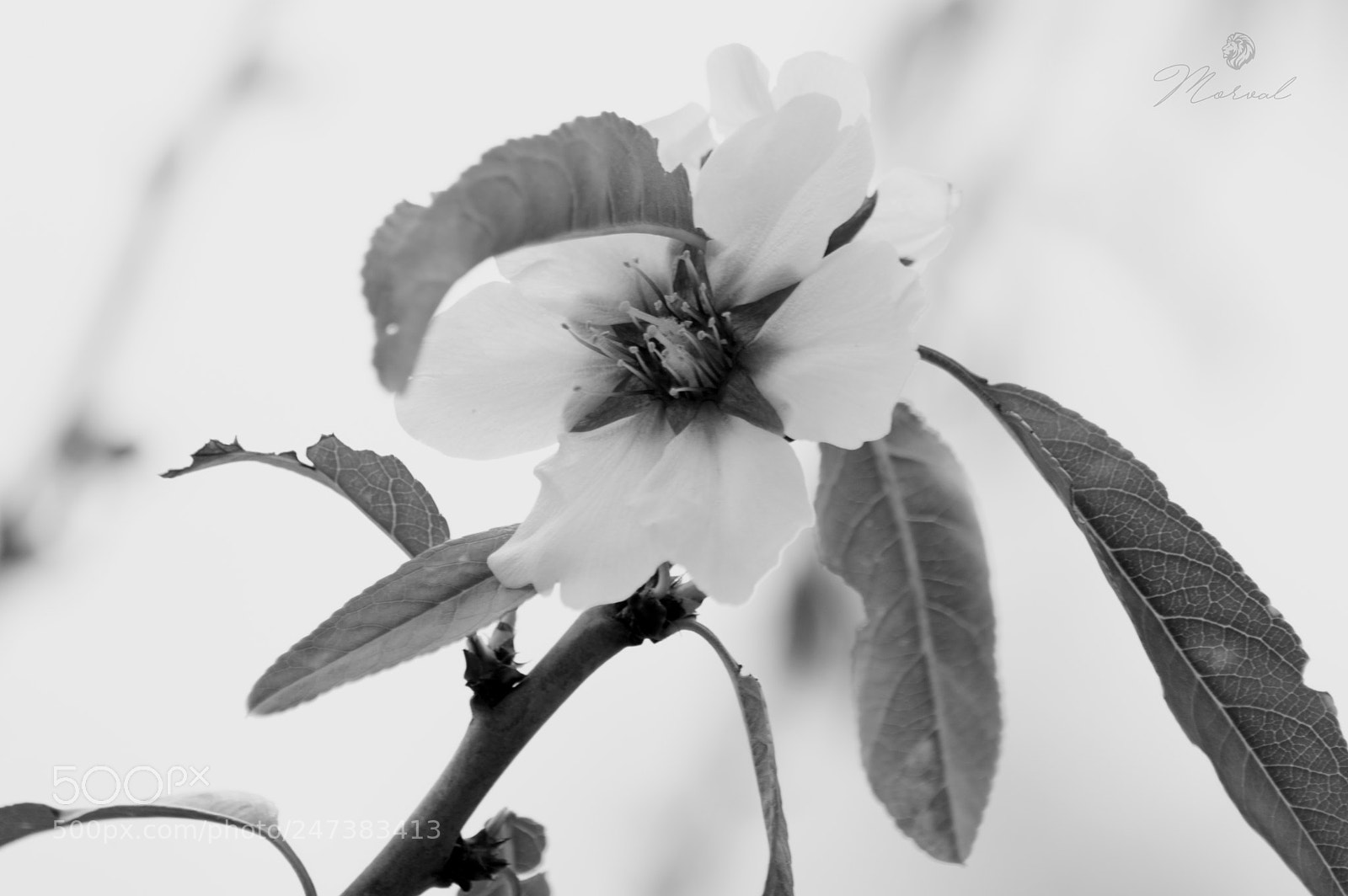 Nikon D3200 sample photo. Felix - almendro en photography