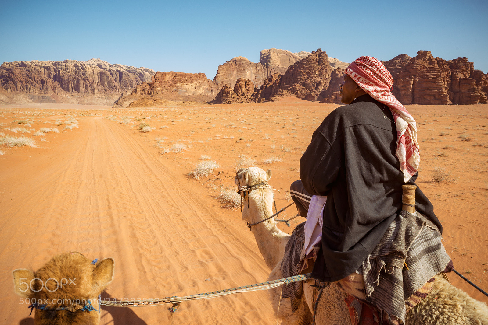 Nikon D800 sample photo. Camel ride through the photography