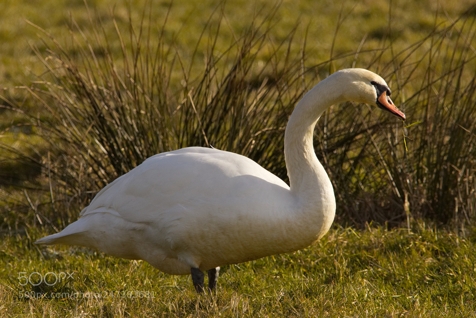 Canon EOS 700D (EOS Rebel T5i / EOS Kiss X7i) sample photo. Schwan photography