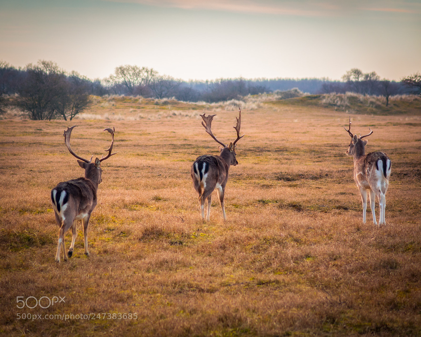 Sony Cyber-shot DSC-RX10 sample photo. The three antlers photography