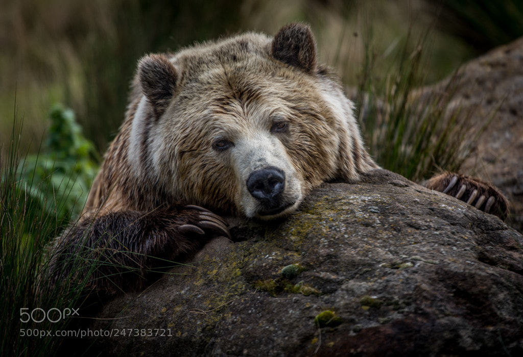 Nikon D810 sample photo. Want a bear hug? photography