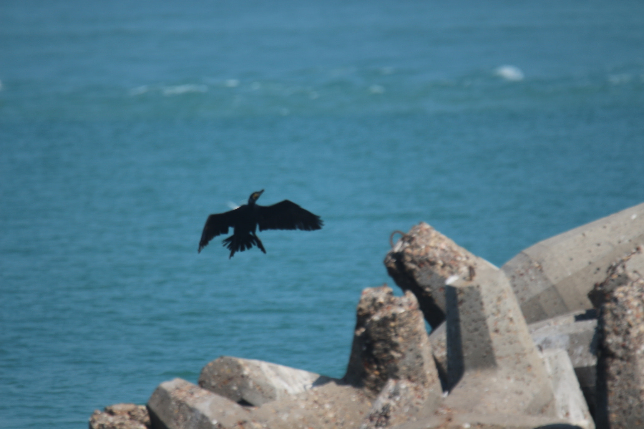 Tamron SP 150-600mm F5-6.3 Di VC USD sample photo