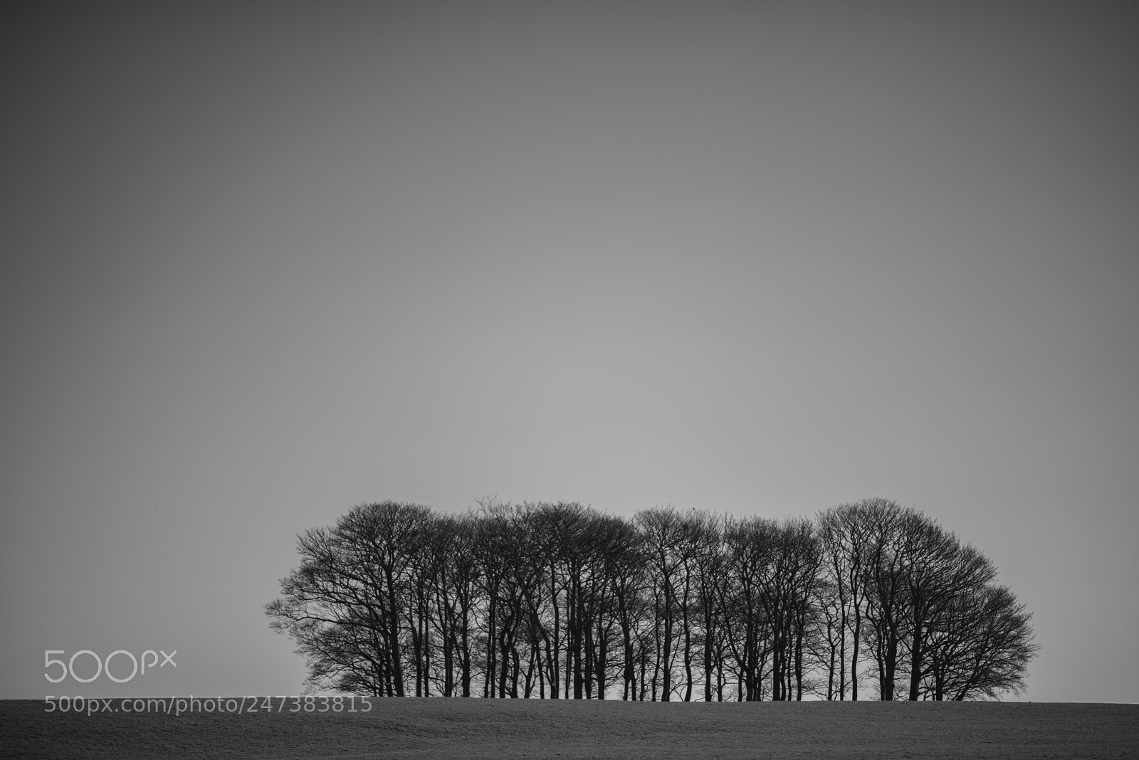 Nikon D810 sample photo. Copse photography