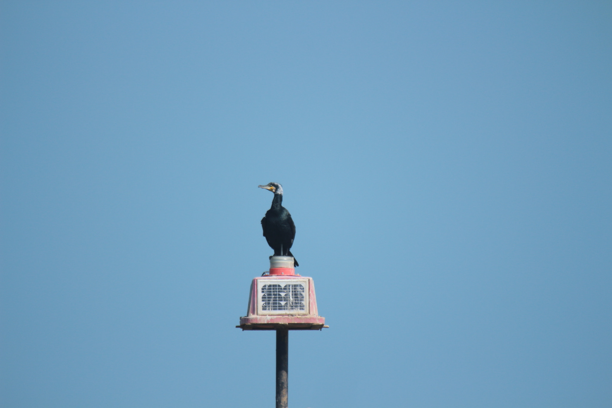 Tamron SP 150-600mm F5-6.3 Di VC USD sample photo