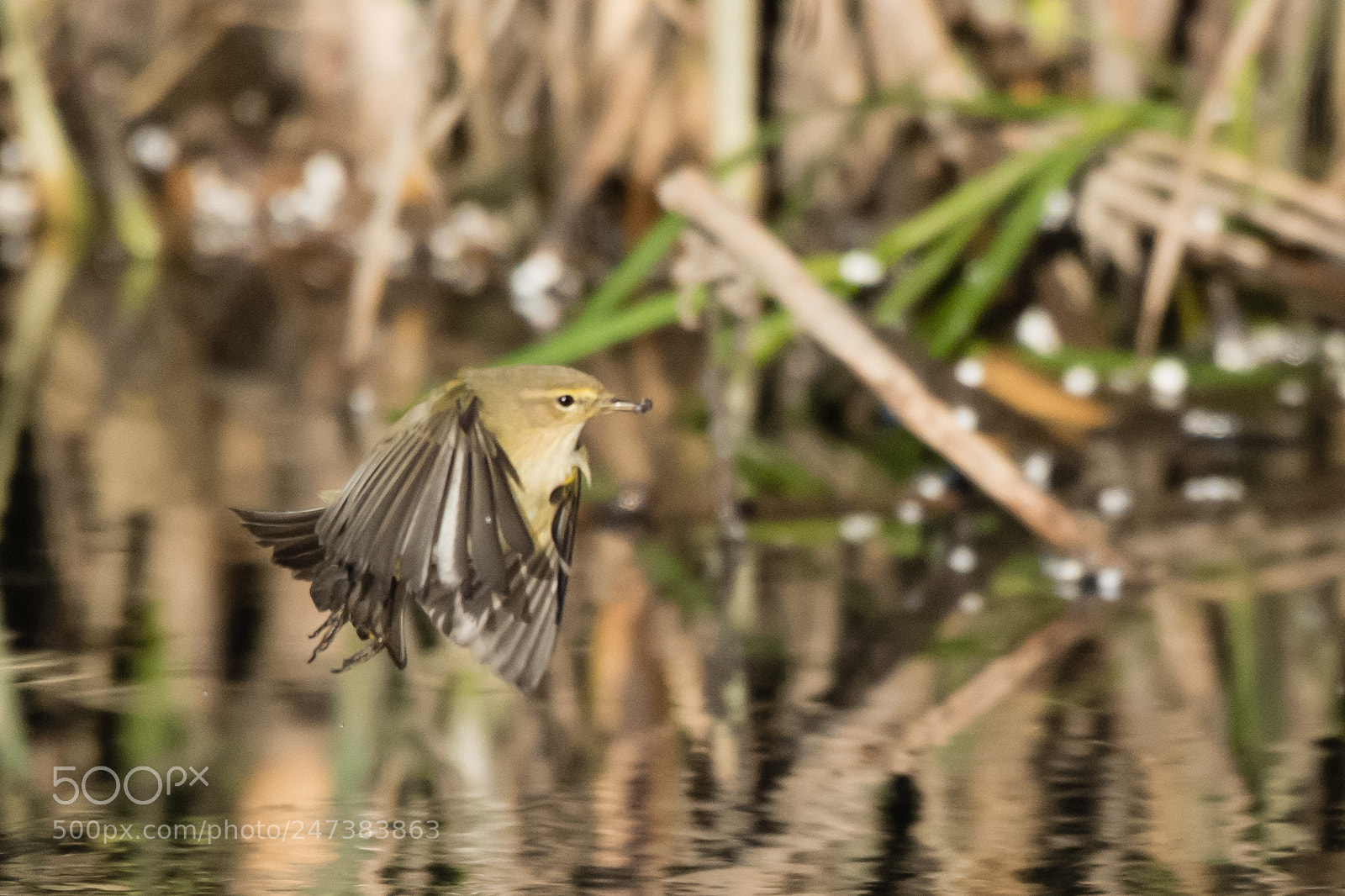 Nikon D7200 sample photo. Start to fly photography