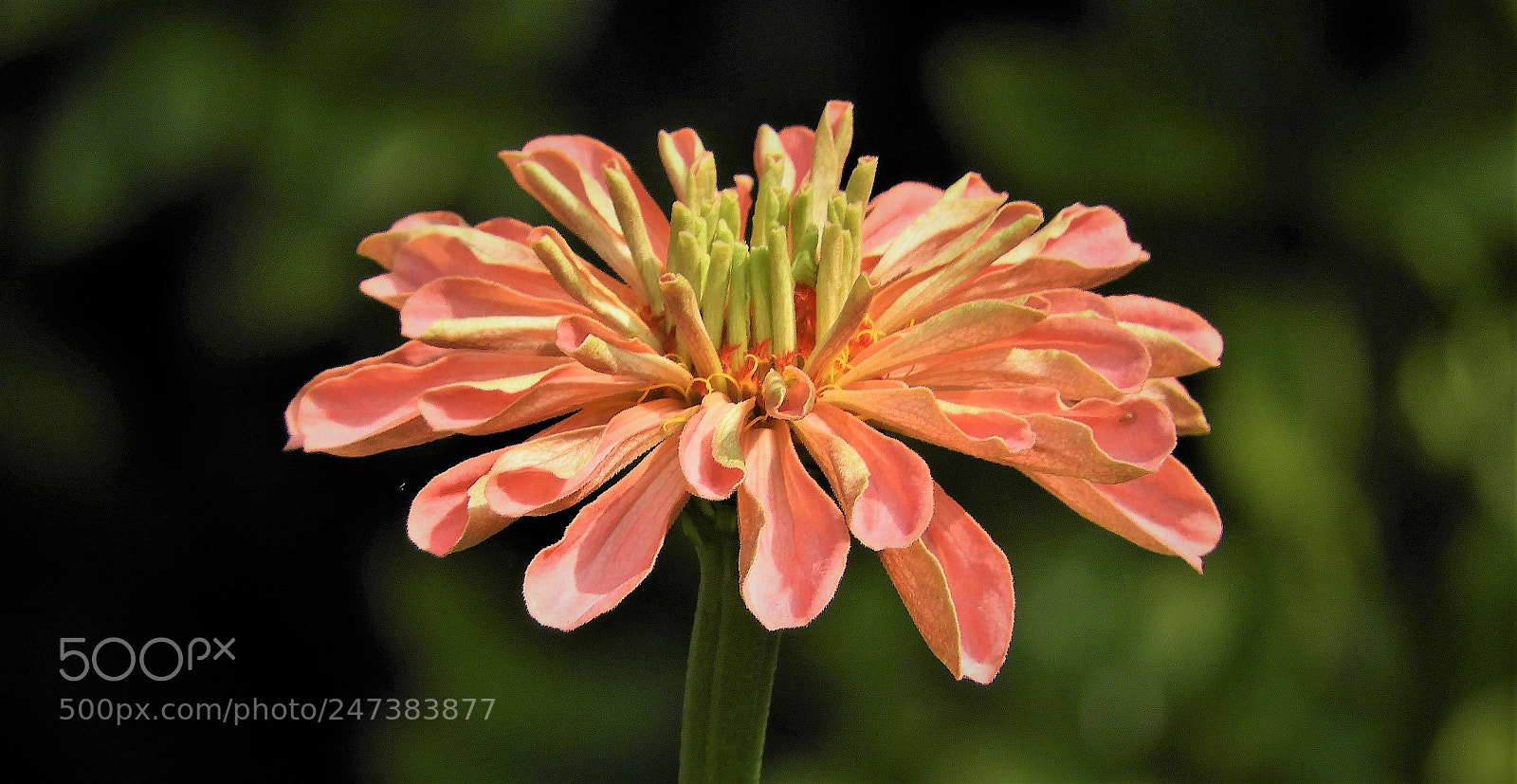 Nikon Coolpix B700 sample photo. Zinnia photography