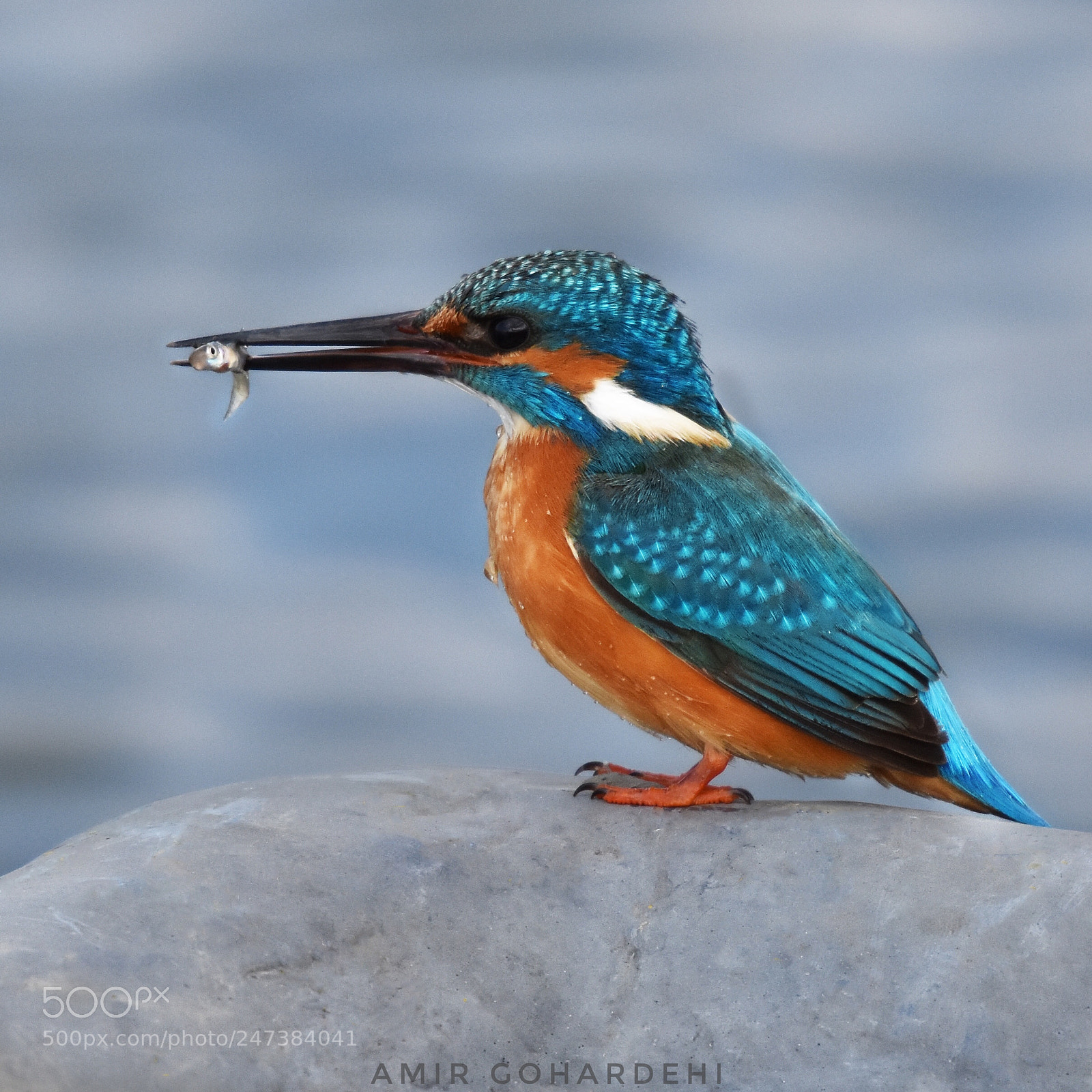 Nikon D7200 sample photo. Kingfisher photography