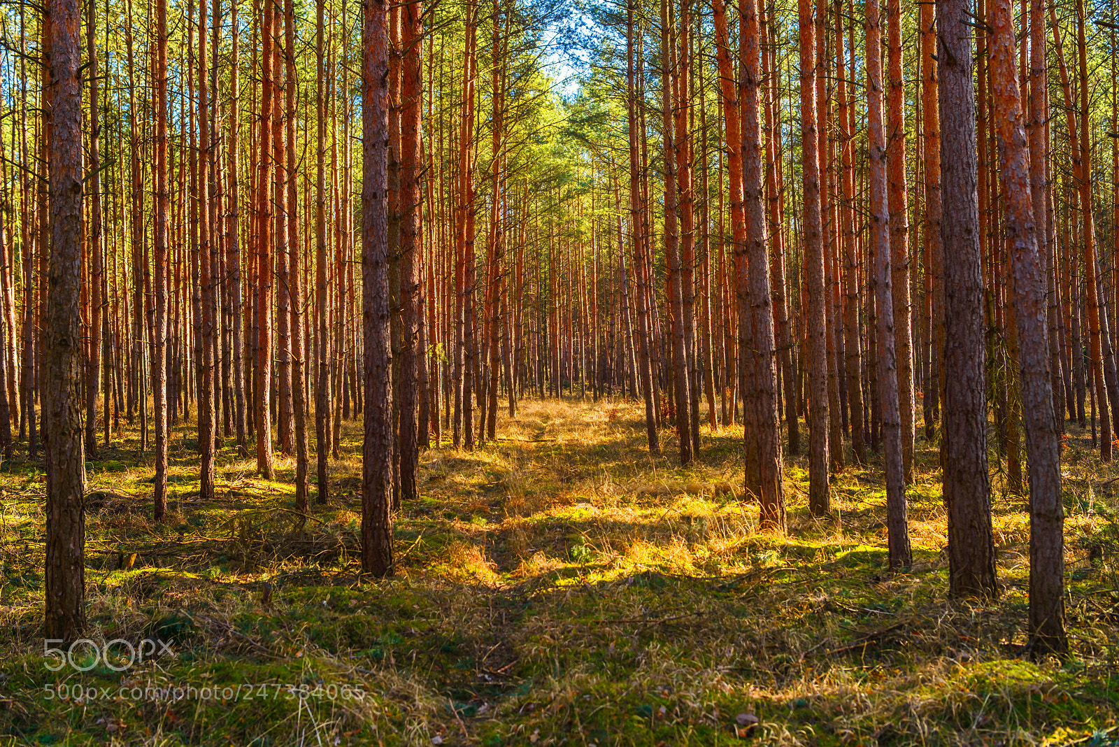 Nikon D800 sample photo. Junge kiefern photography