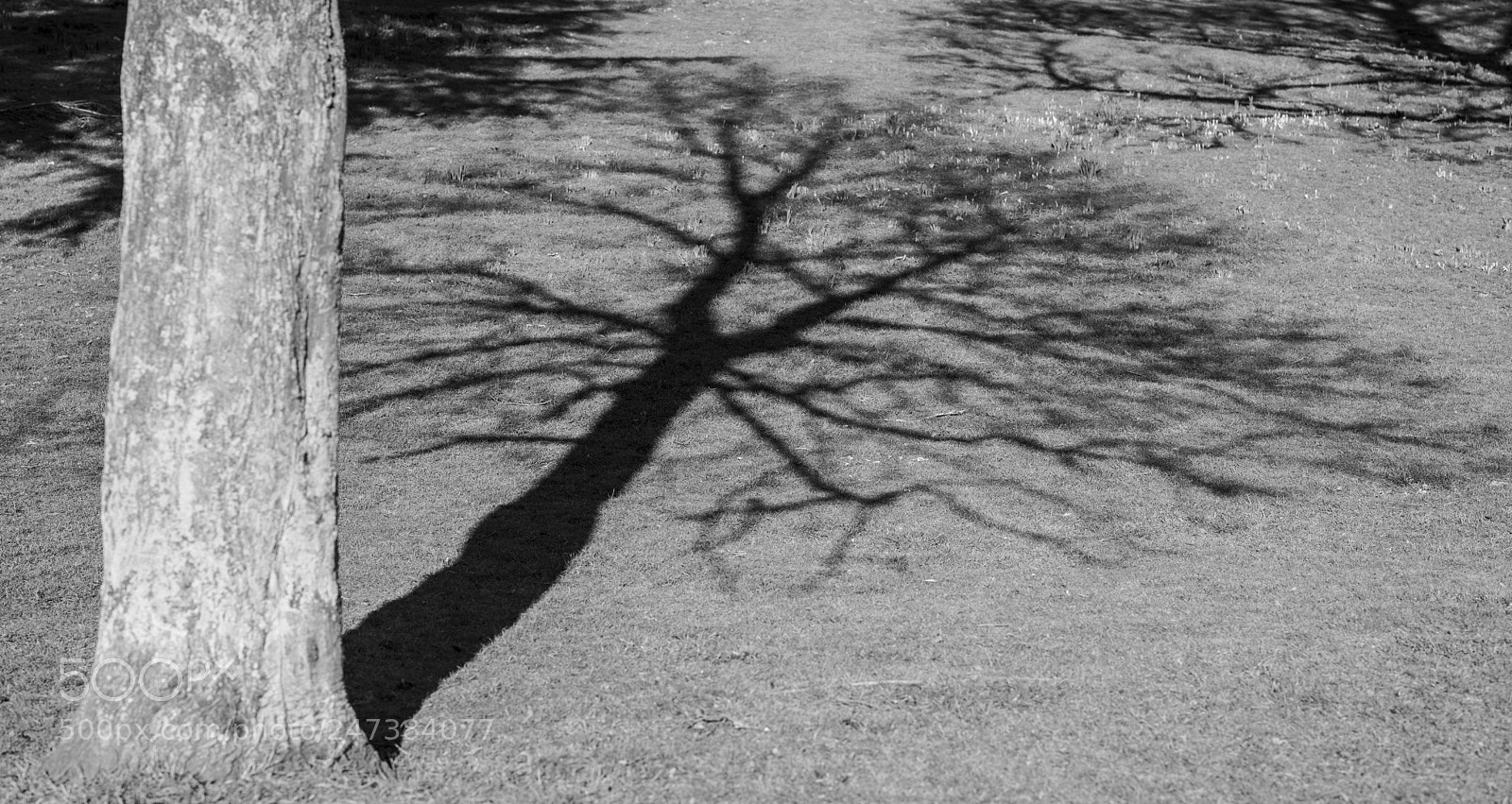 Nikon D810 sample photo. Shadows photography