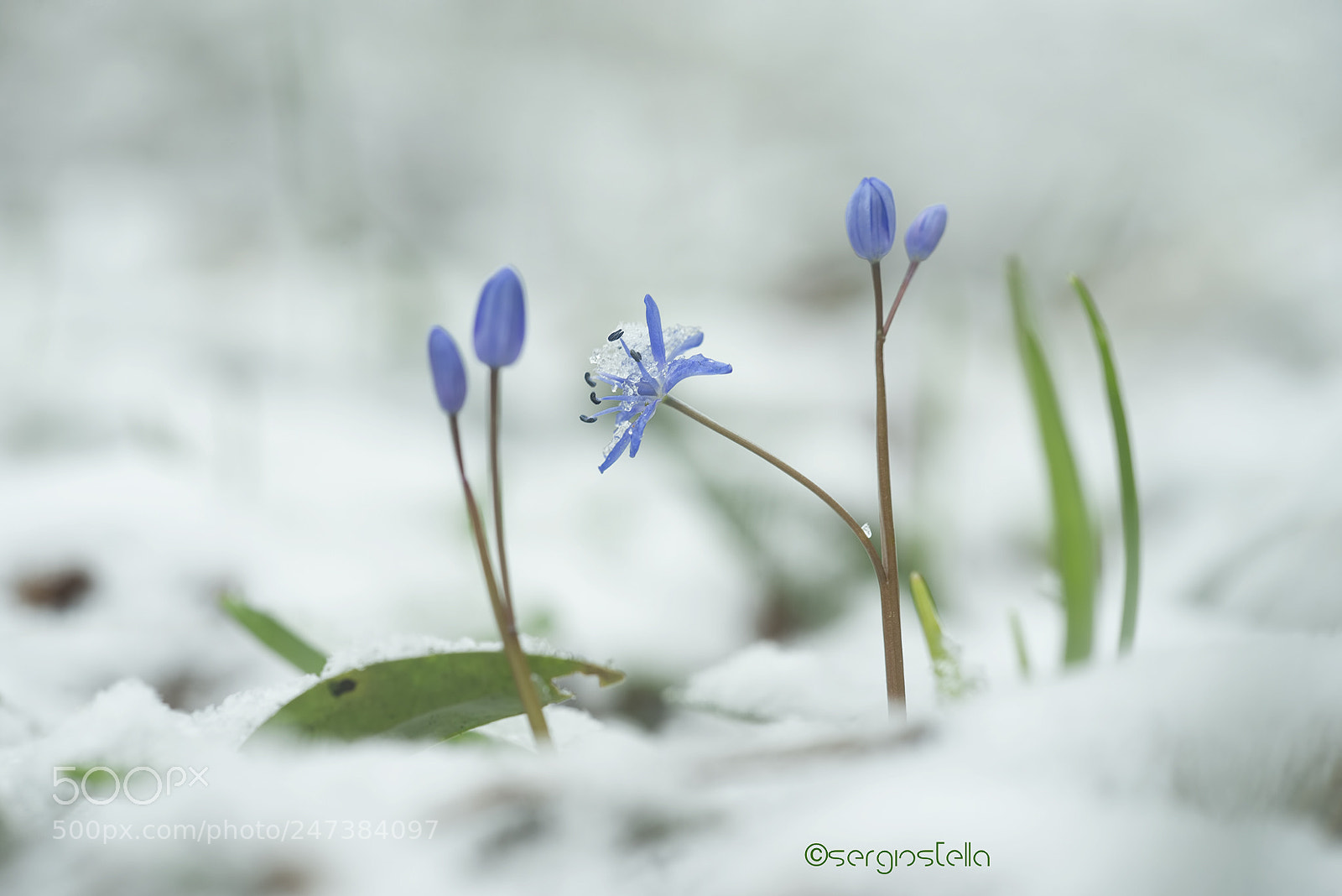 Nikon D610 sample photo. Scilla bifolia________ photography