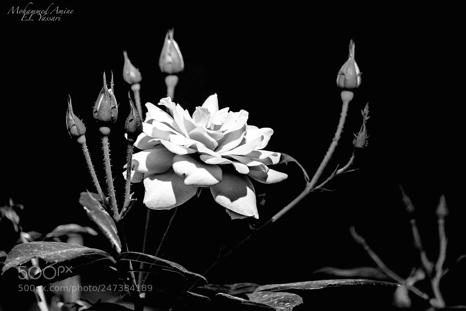 Canon EOS 7D sample photo. Untitled photography