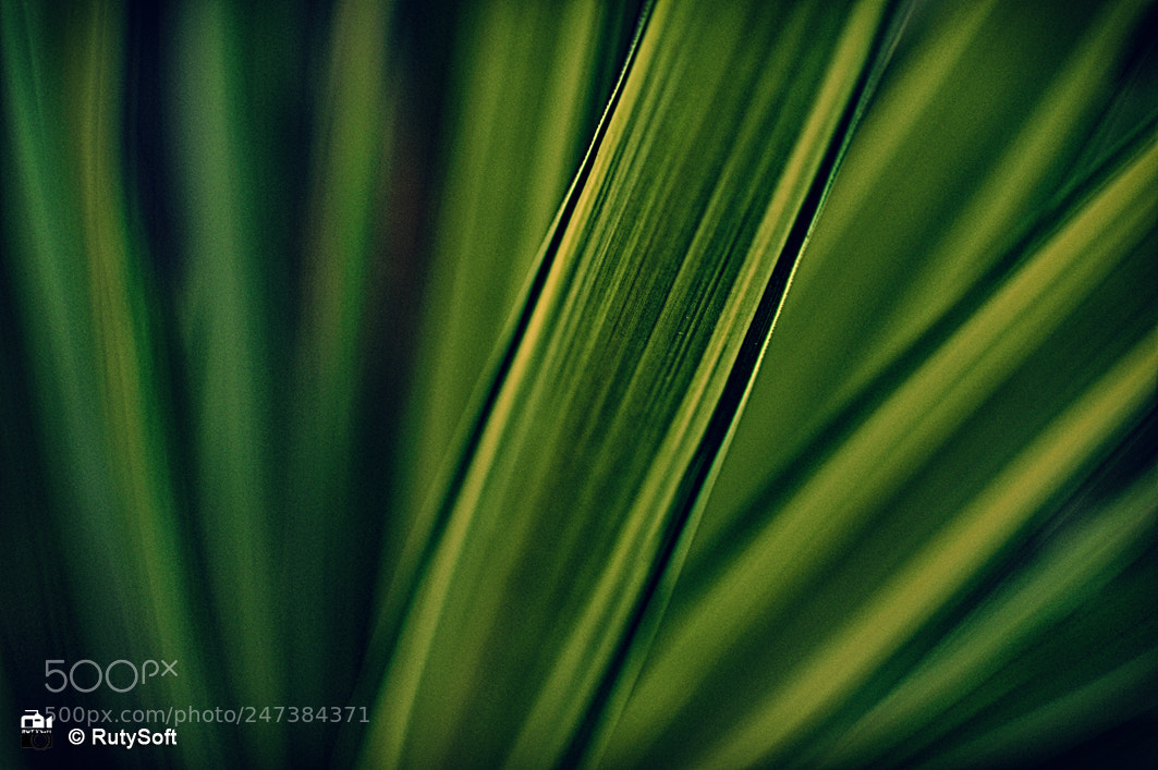 Nikon D3200 sample photo. Nature photography