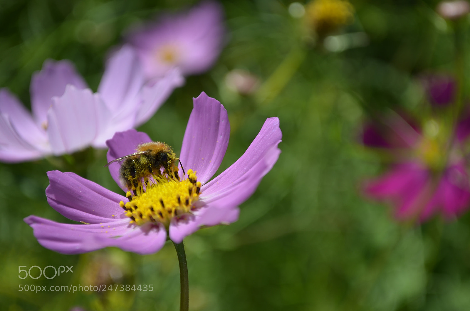 Nikon D5100 sample photo. Untitled photography