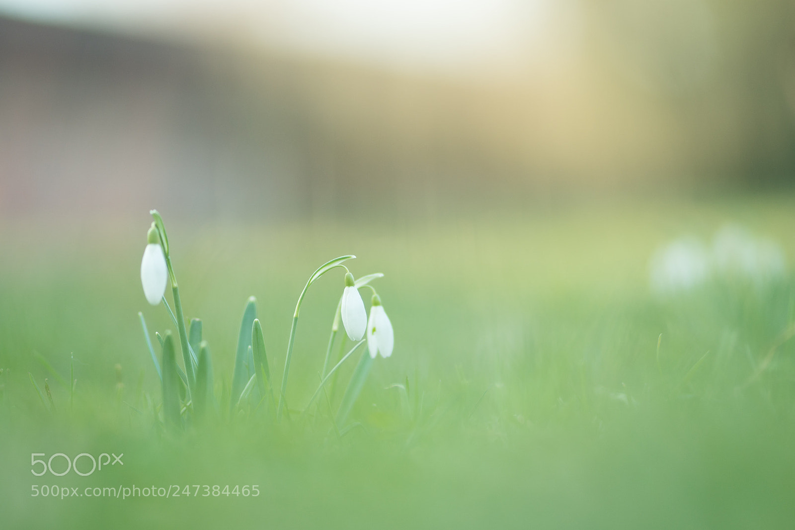Sony a6500 sample photo. Snowdrop evening photography