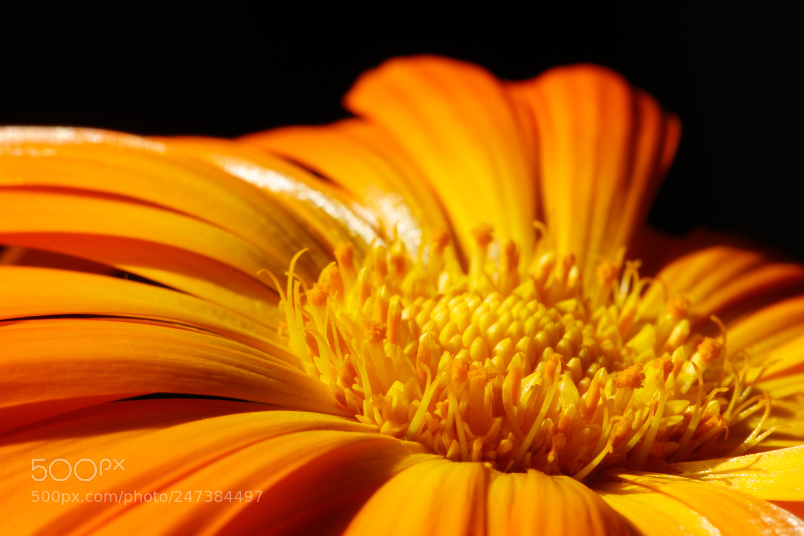 Canon EOS 80D sample photo. Calendula macro photography