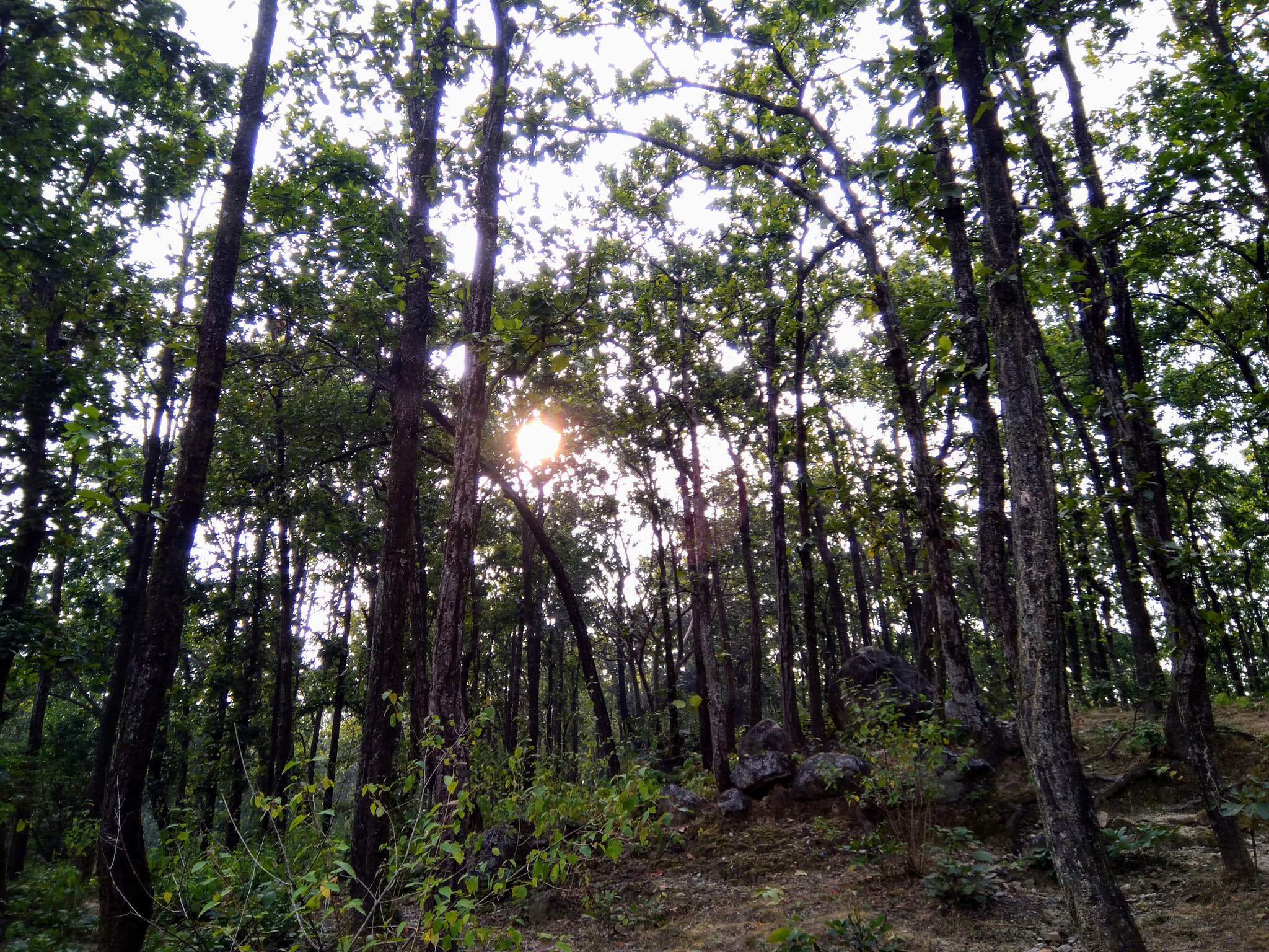 QCOM-AA QCAM-AA sample photo. Greenearth photography