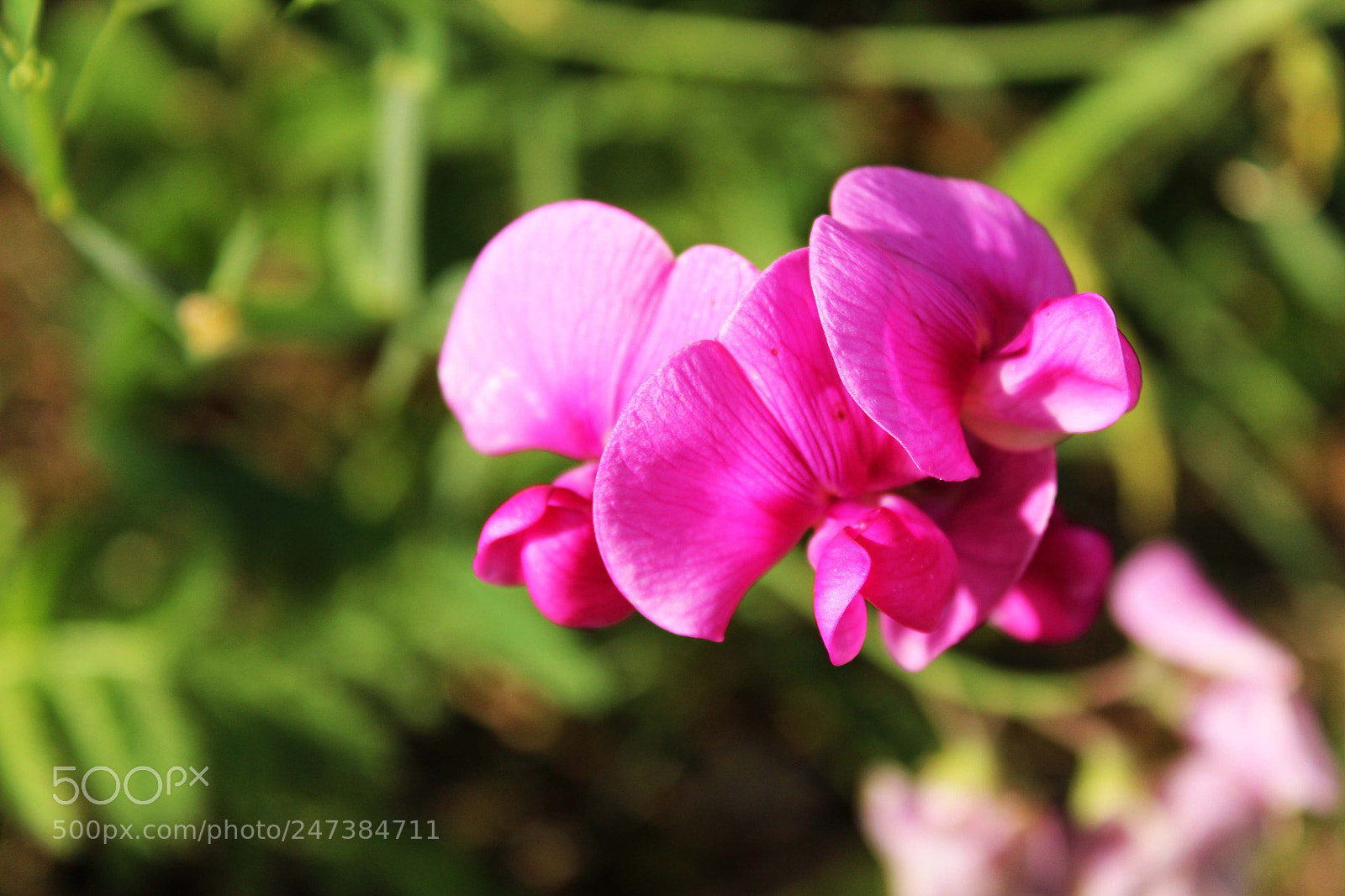 Canon EF-S 18-55mm F3.5-5.6 III sample photo. Lathyrus photography