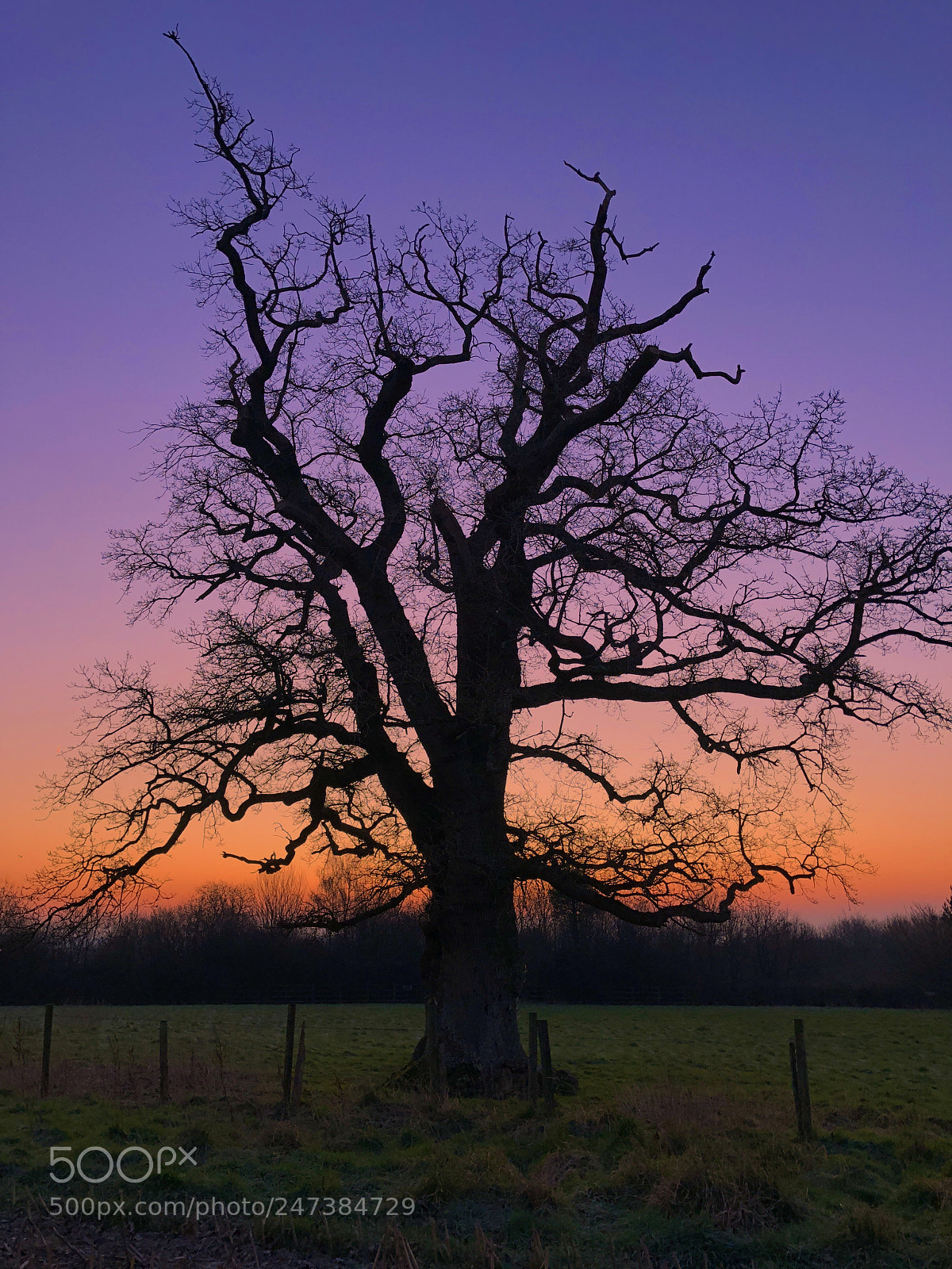 Apple iPhone 8 Plus sample photo. Magic tree photography