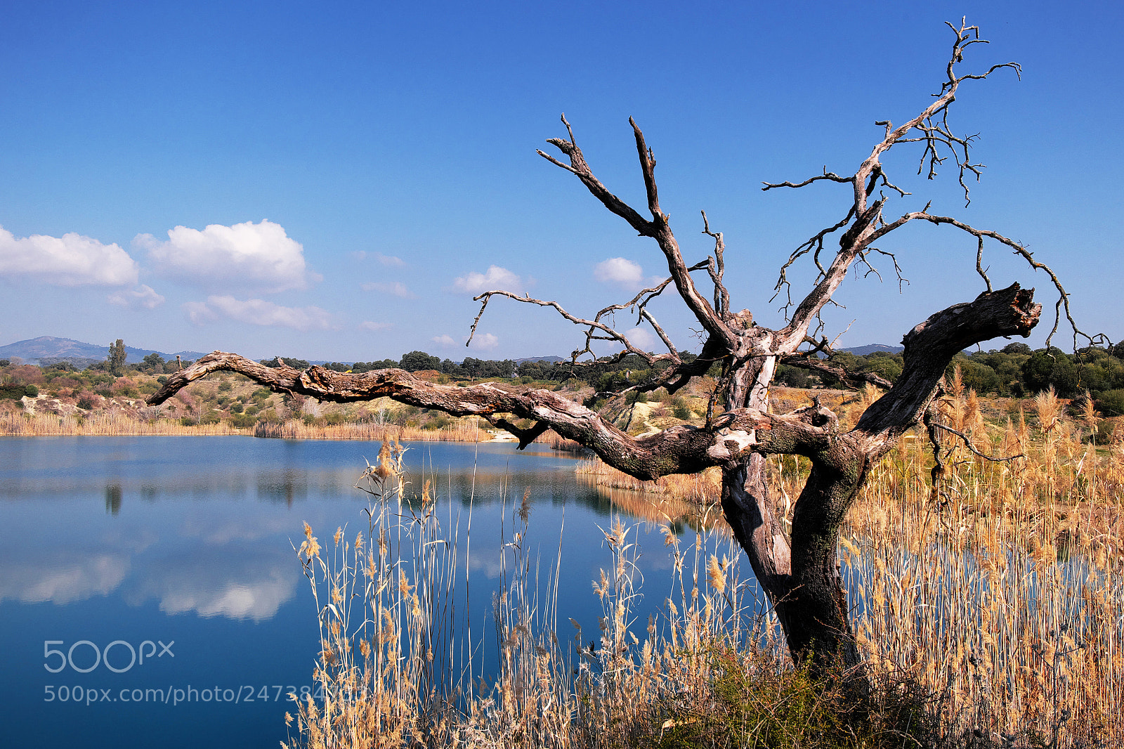 Fujifilm X-M1 sample photo. Old tree by the photography