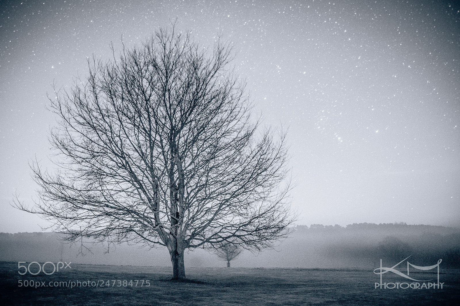 Nikon D810 sample photo. Tree at night photography