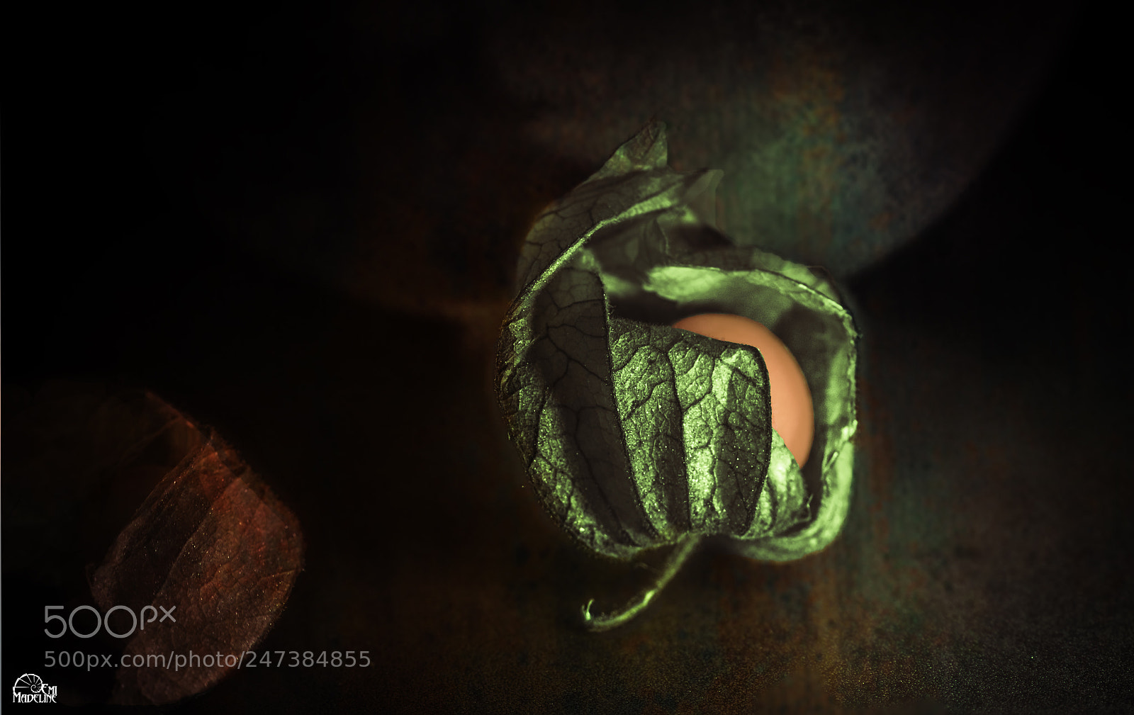 Canon EOS 7D Mark II sample photo. L'amour en cage photography
