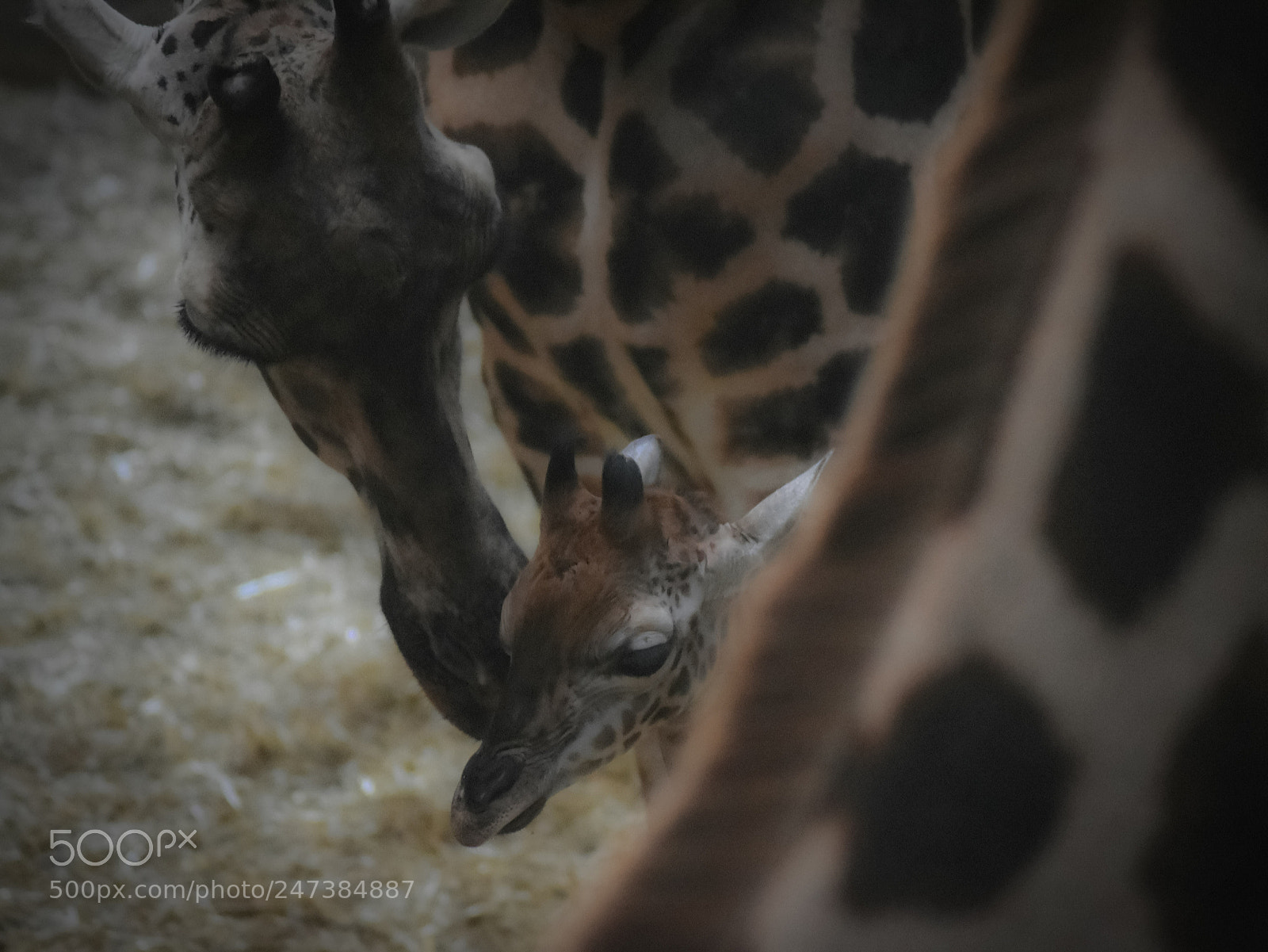 Nikon D5500 sample photo. Kiss for the night photography