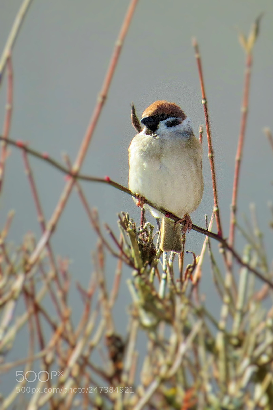 Canon PowerShot SX50 HS sample photo. Waiting sparrow () photography