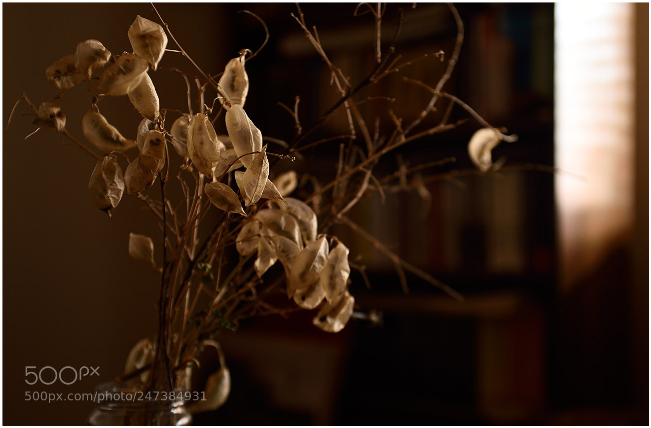 Nikon D810 sample photo. U toplom tonu photography
