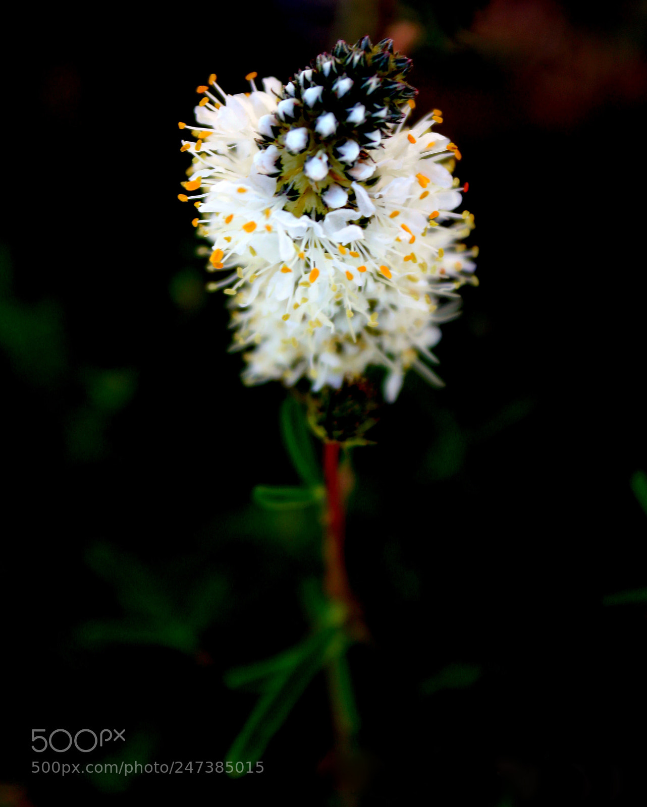 Canon EOS 550D (EOS Rebel T2i / EOS Kiss X4) sample photo. Bloom photography