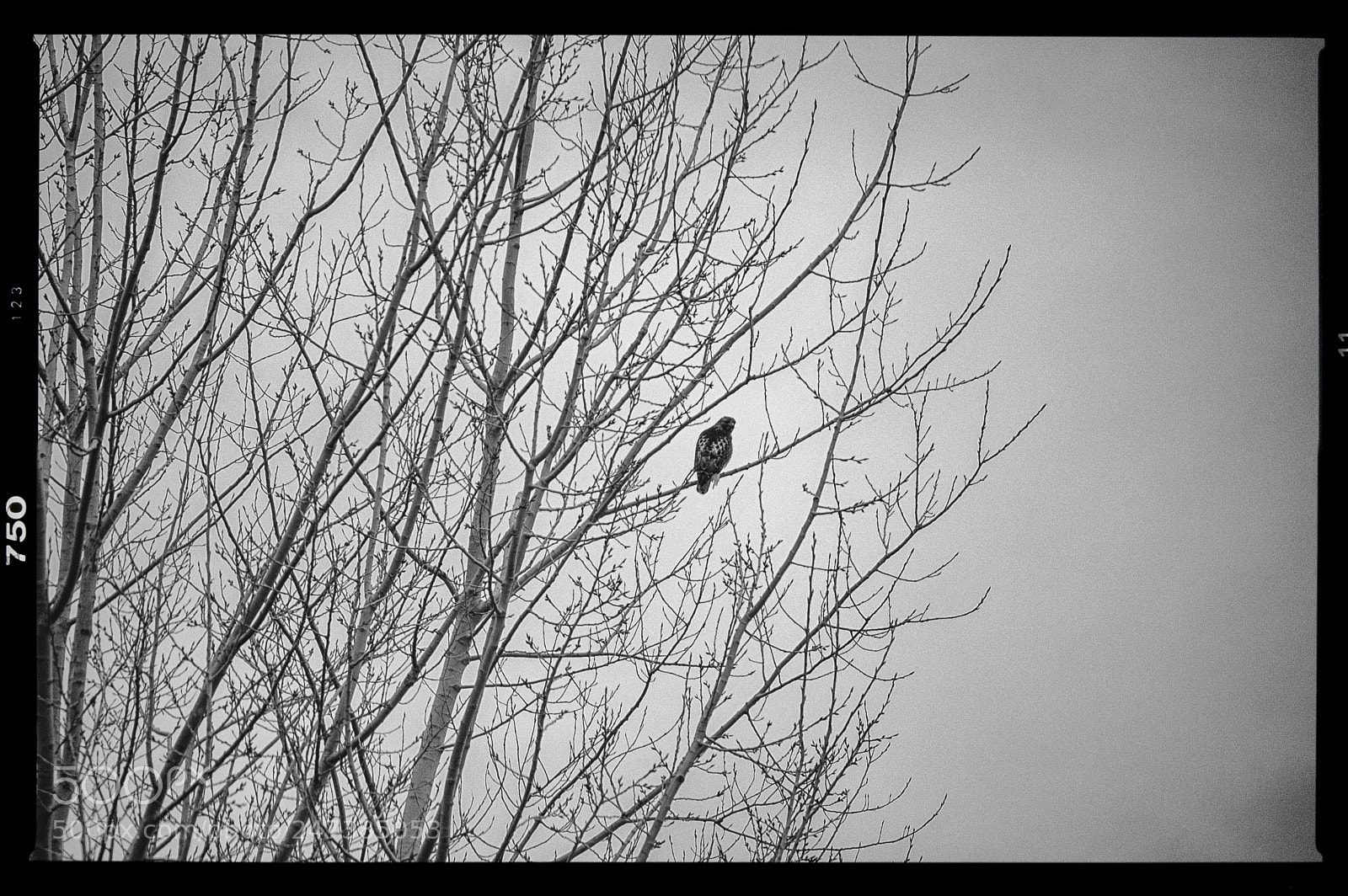 Nikon D40 sample photo. In the trees photography