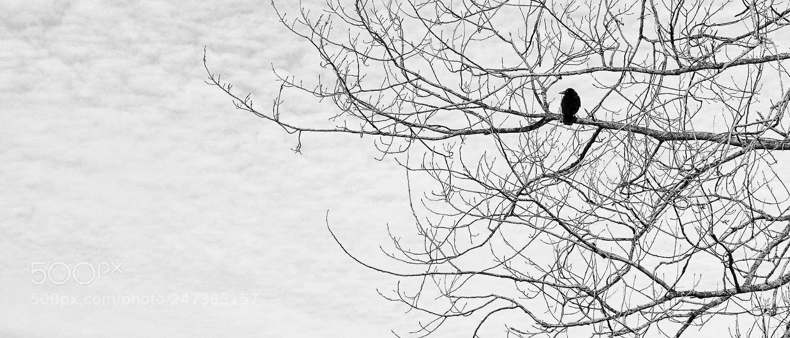 Sony ILCA-77M2 sample photo. Black bird photography
