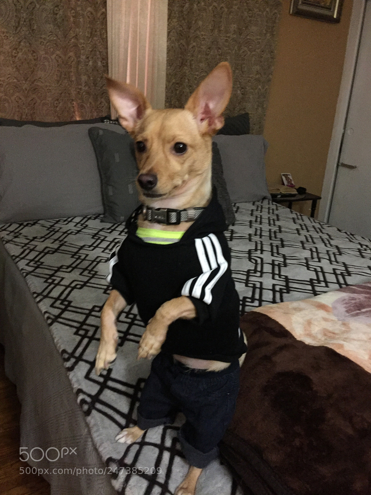 Apple iPhone 6 Plus sample photo. Kevin all spots clothes photography