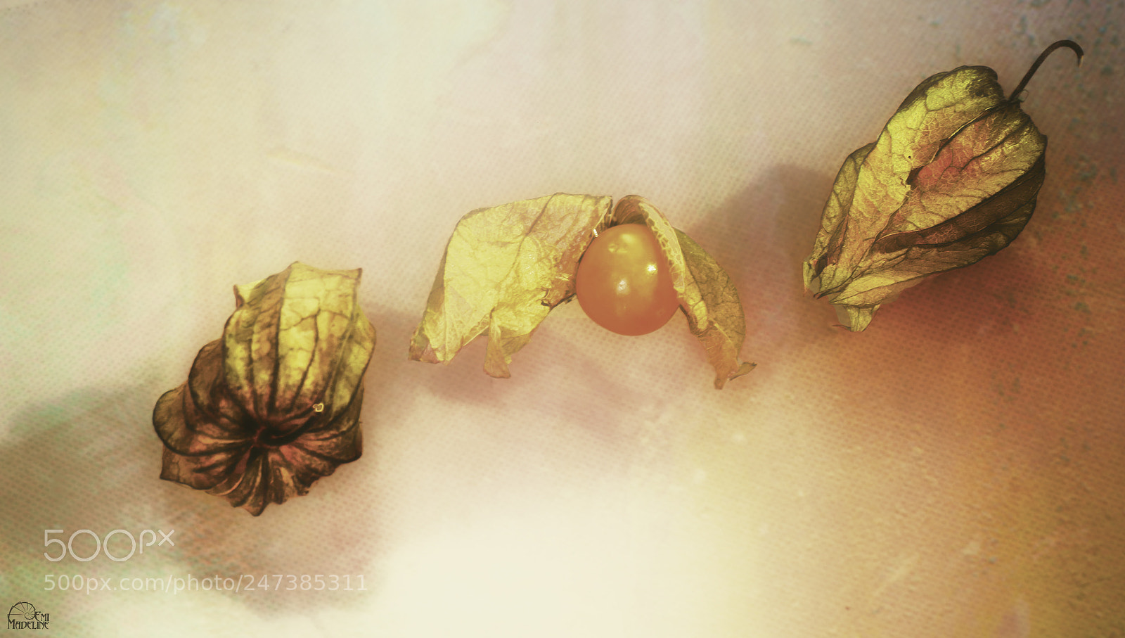 Canon EOS 7D Mark II sample photo. Amour en cage physalis photography