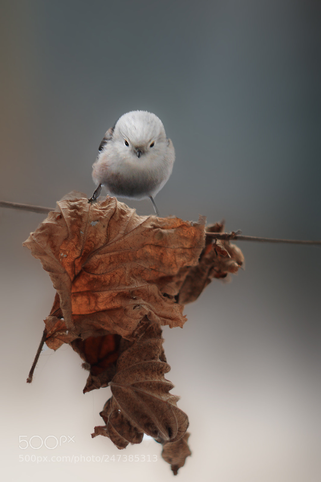 Canon EOS 80D sample photo. Bird photography