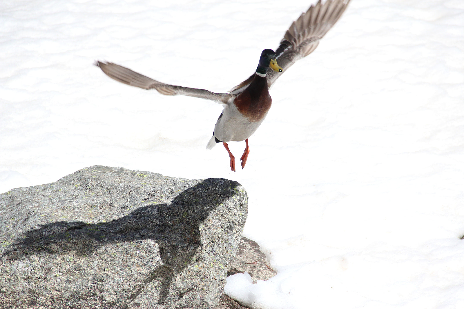 Canon EF-S 18-135mm F3.5-5.6 IS sample photo. Flying duck photography