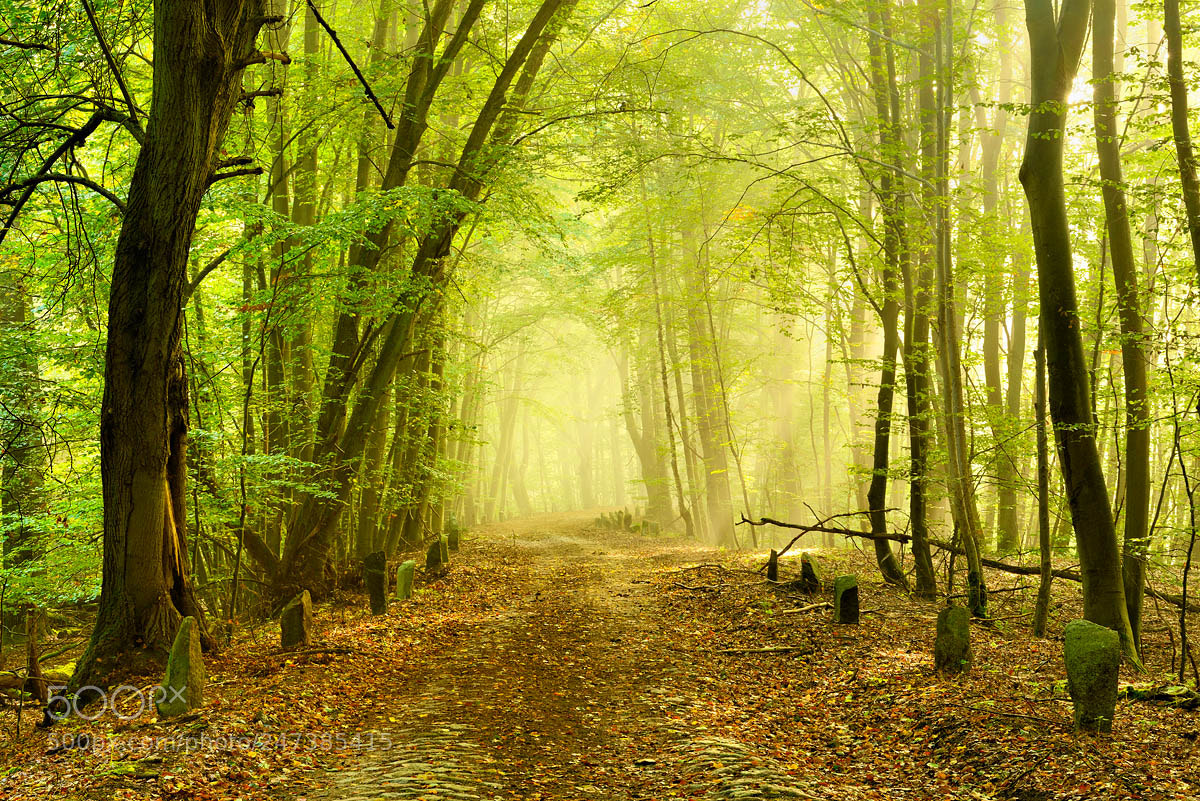 Nikon D800 sample photo. The forgotten road ii photography