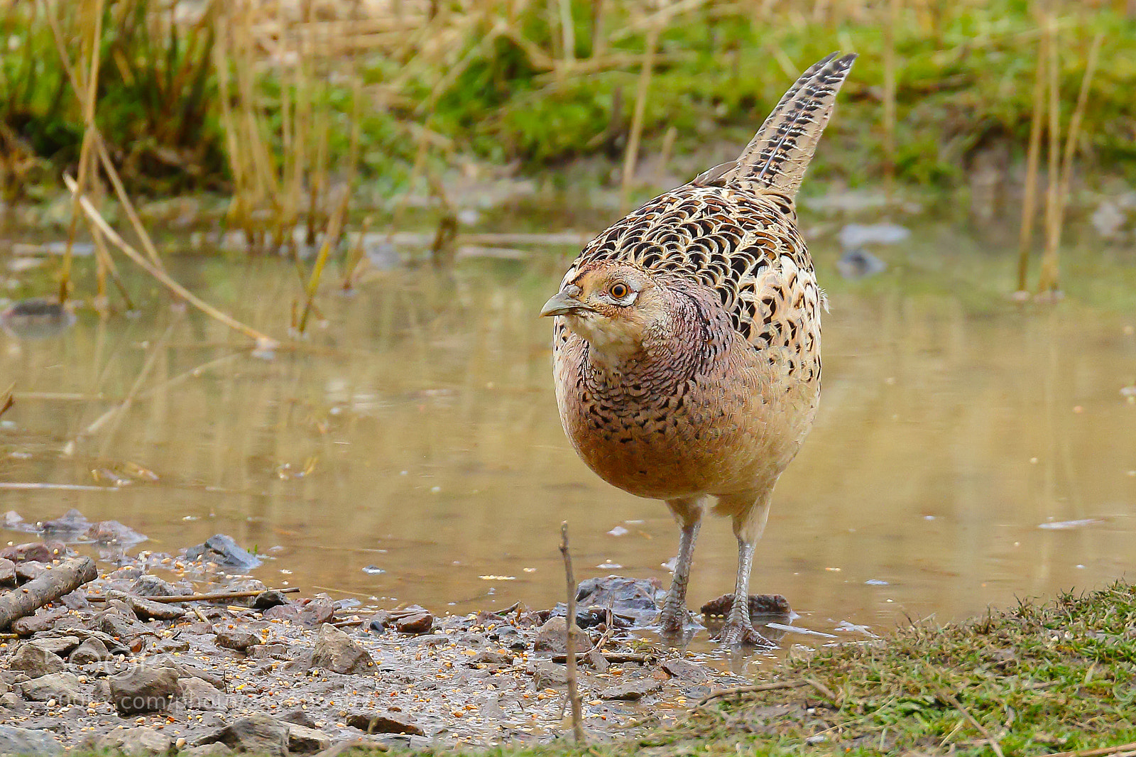 Canon EOS 7D Mark II sample photo. Female pheasant photography