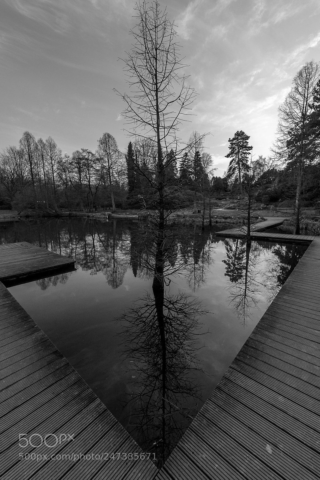 Nikon D850 sample photo. Tree photography