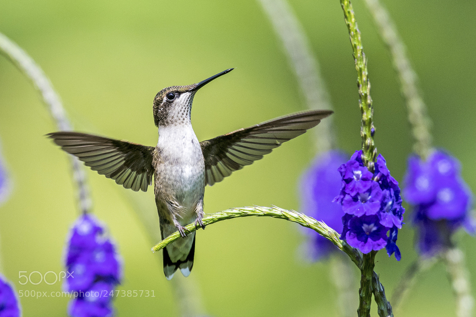 Nikon D500 sample photo. Ruby-throated hummingbird - i photography