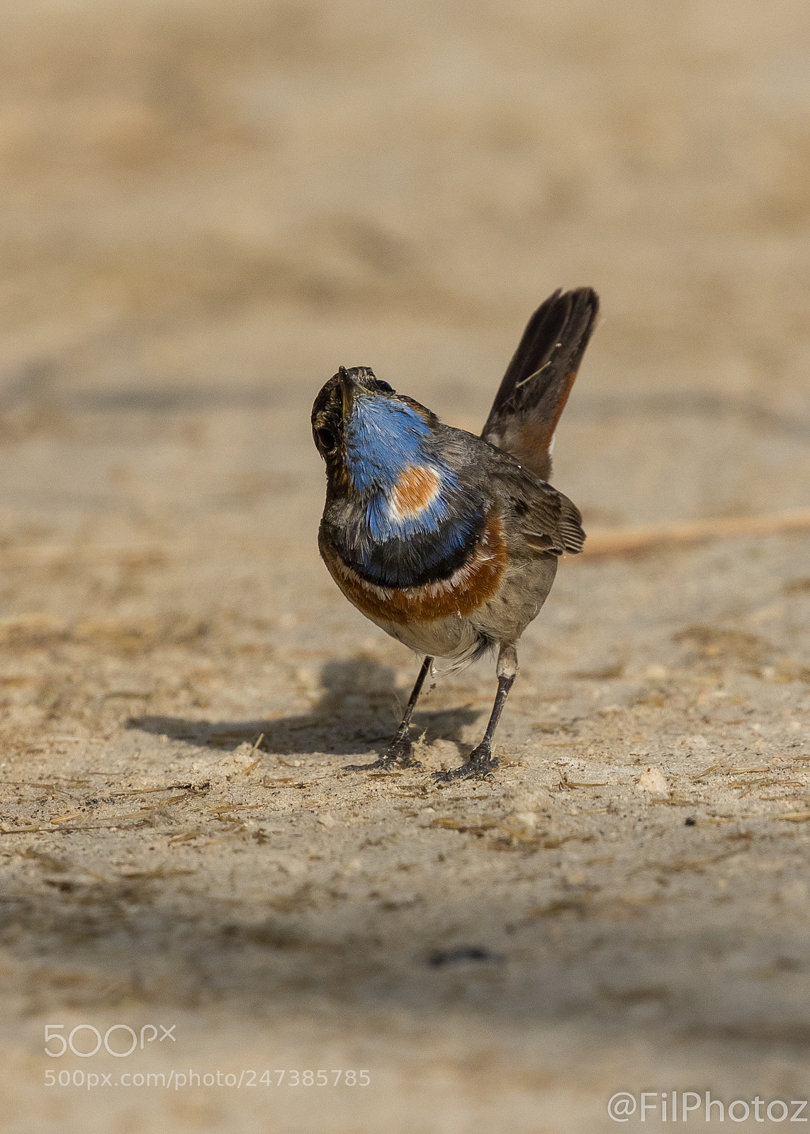 Canon EOS 7D Mark II sample photo. Blue throat photography