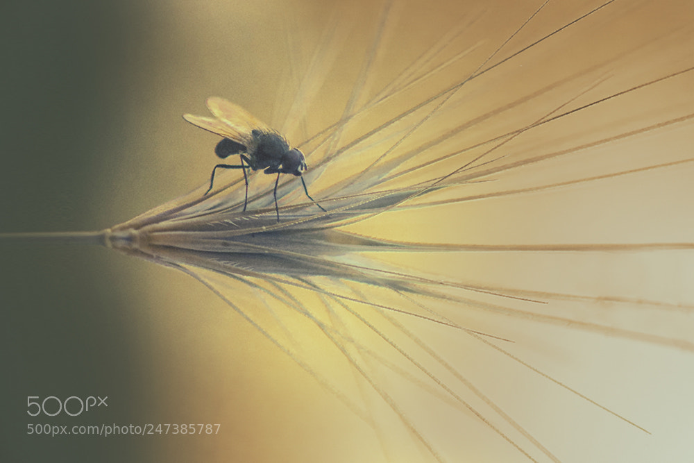 Nikon D7100 sample photo. Musca domestica photography