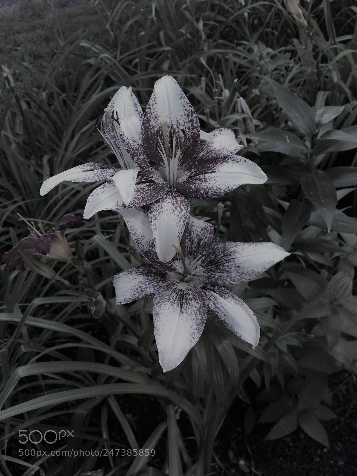 Apple iPhone 5s sample photo. Flower.jpg photography