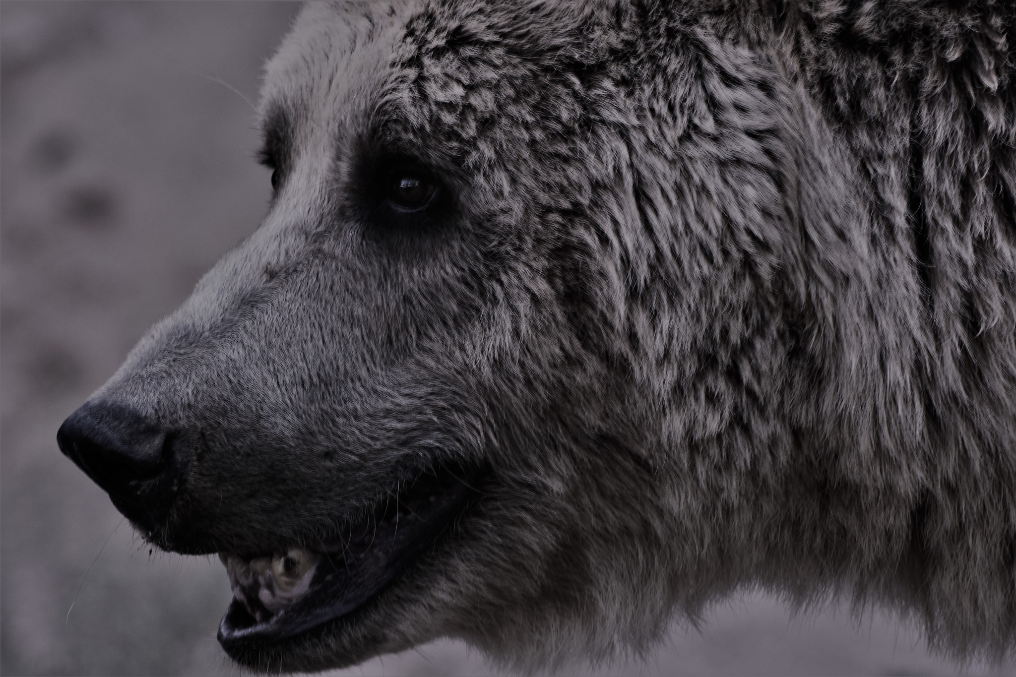 Nikon D7200 sample photo. Bear ! photography